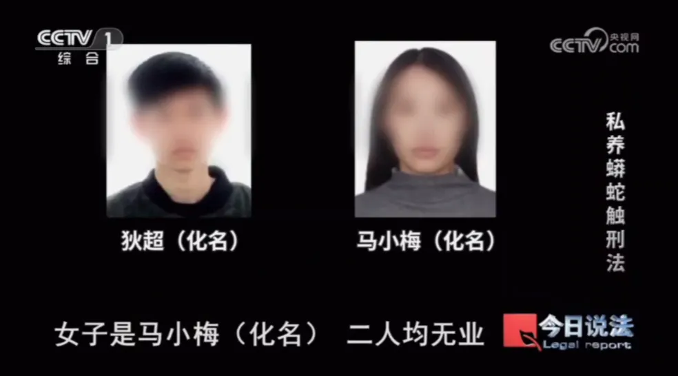 毛骨悚然！男子小区里养300多条蟒蛇