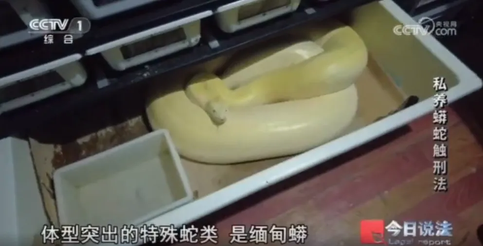 毛骨悚然！男子小区里养300多条蟒蛇