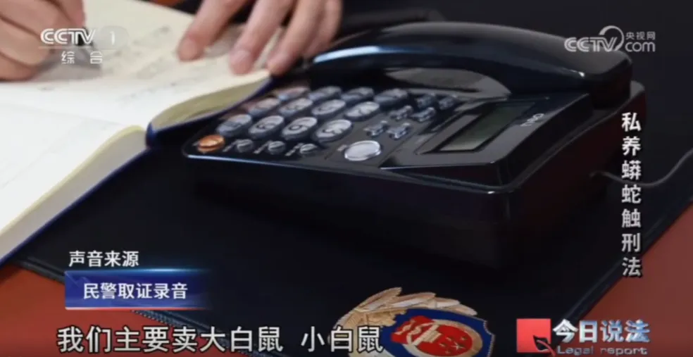 毛骨悚然！男子小区里养300多条蟒蛇